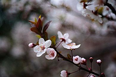 律师称《地平线：西之绝境》存在欺骗性定价 索尼或因此面临集体诉讼